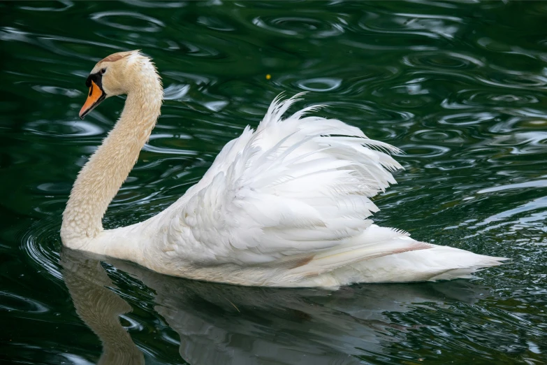 a swan with its wings spread is swimming in a lake