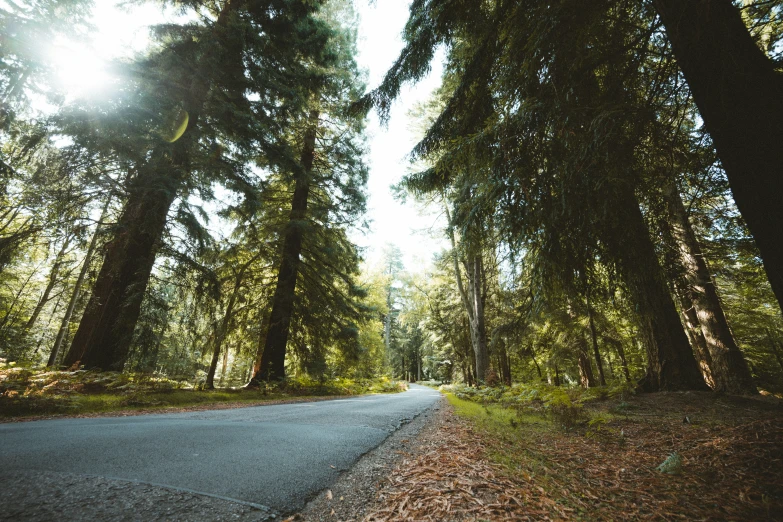 this is an empty road in the woods near a forest