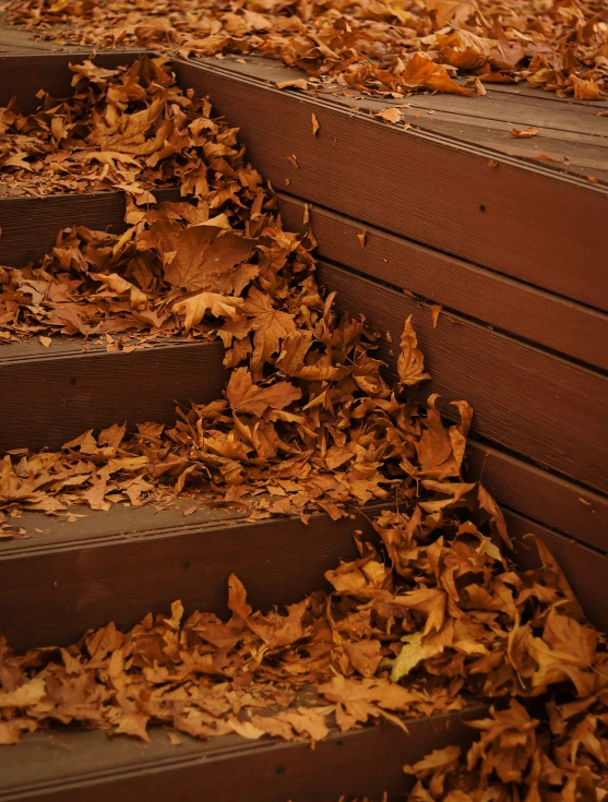 steps are surrounded by leaves as they fall down