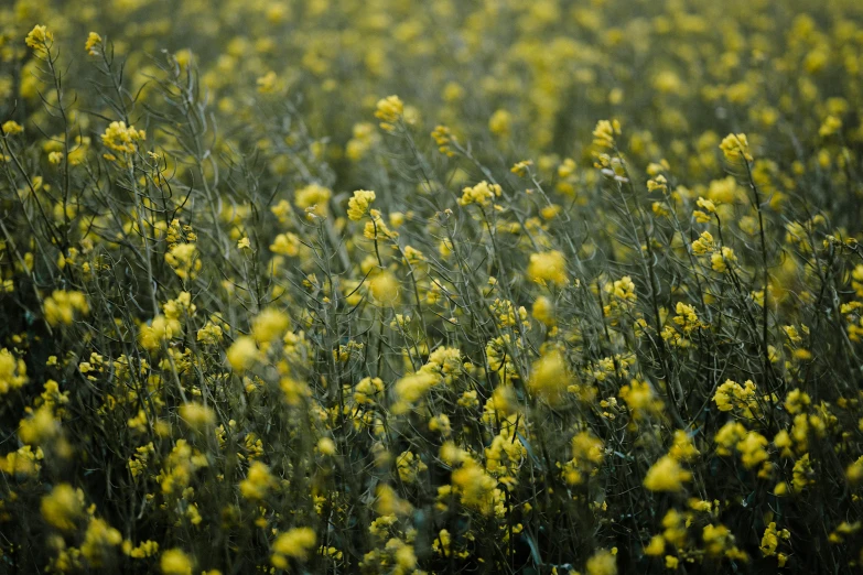 a bunch of yellow flowers that are in the grass