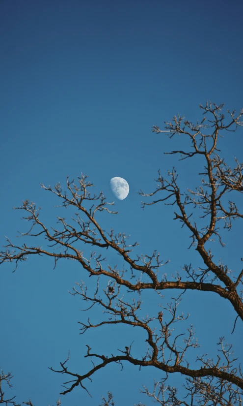 a view of a tree limb with the moon visible through the nches