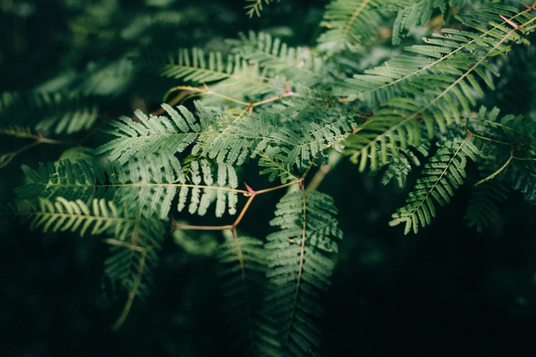 a close up po of a green plant