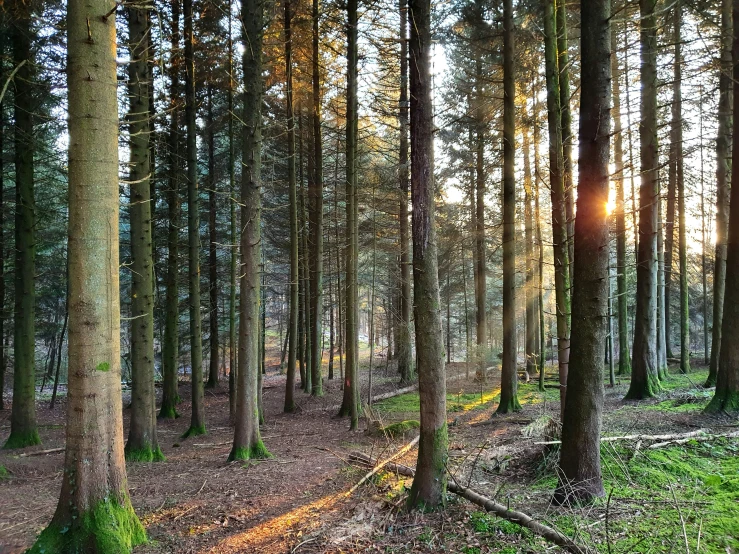sun peaking through trees in a wooded area