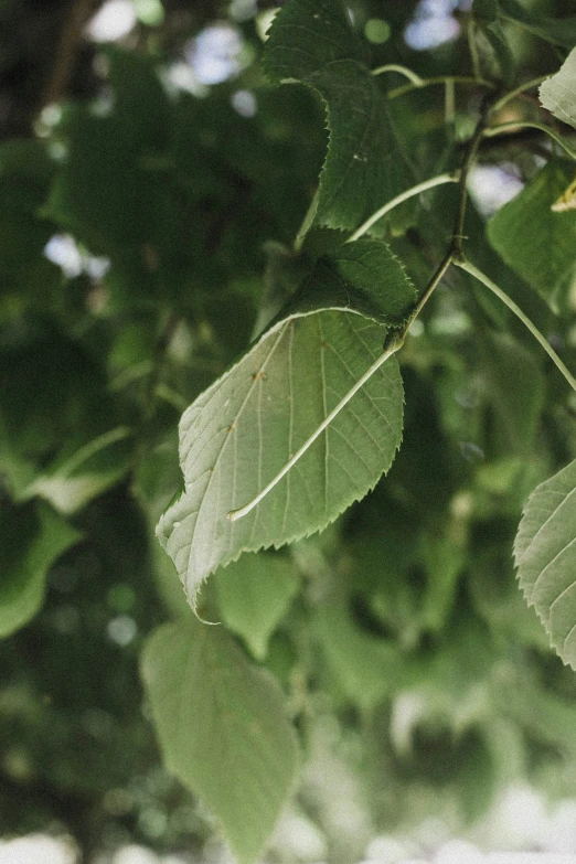 a leaf on a tree nch with other leaves surrounding it