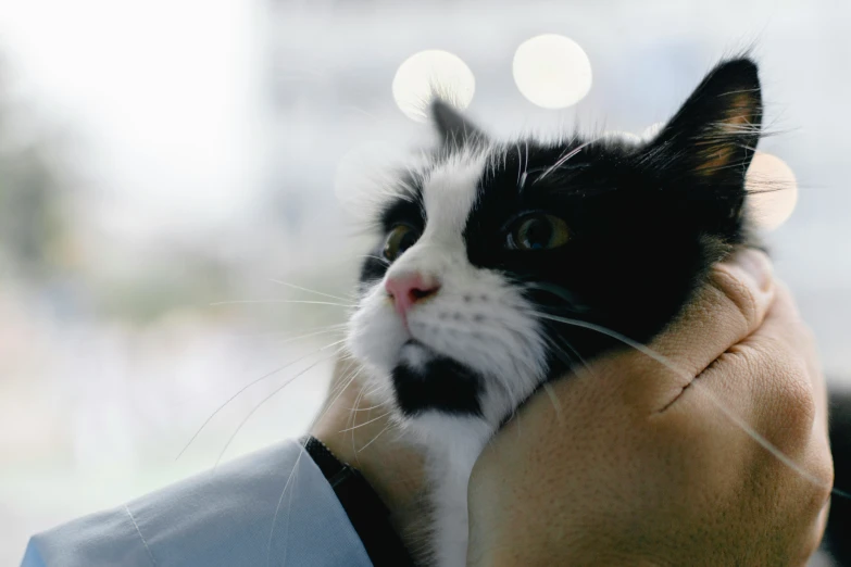 black and white cat being hugged by a mans hand