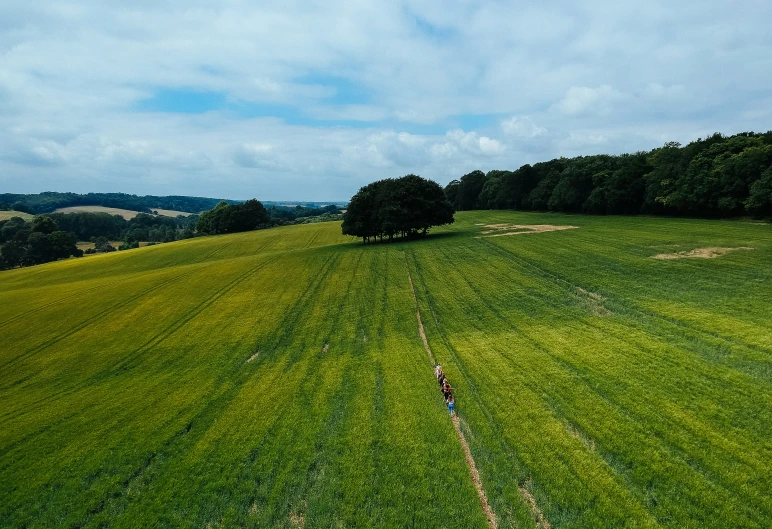aerial view of green field with two trees