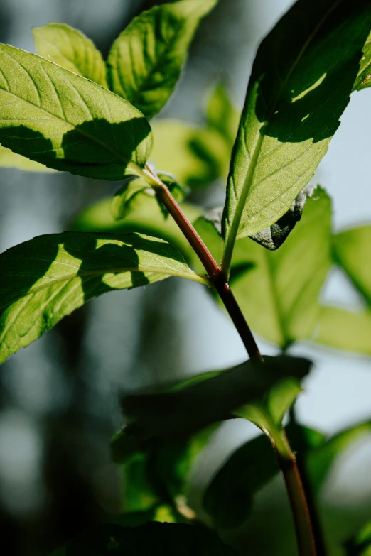 a closeup of leaves in the sunlight