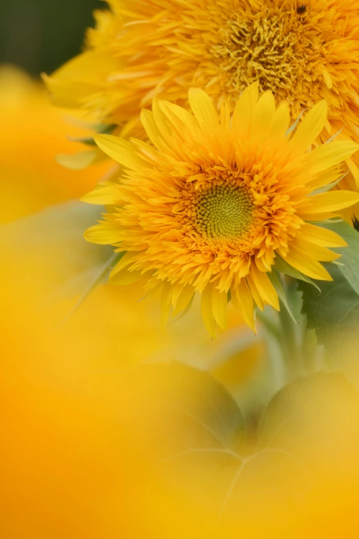 a group of yellow sunflowers sitting next to each other