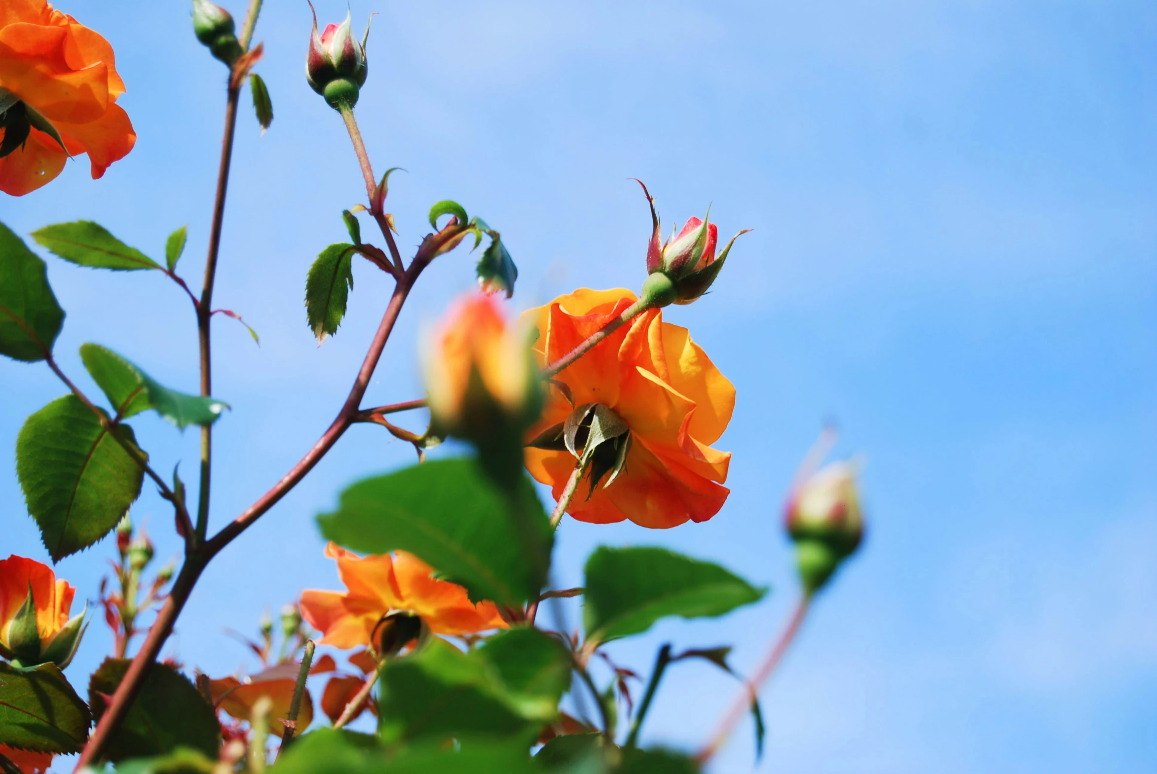 an orange rose that is very close to the camera