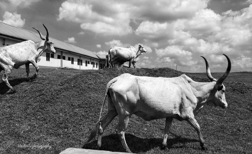 cows in grassy area next to buildings with cloudy sky