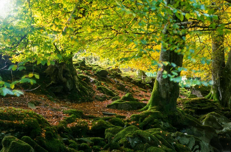 a tree that is growing over the rocks