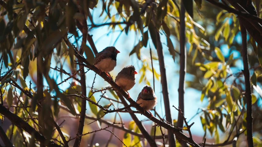 two birds sit on top of a tree nch