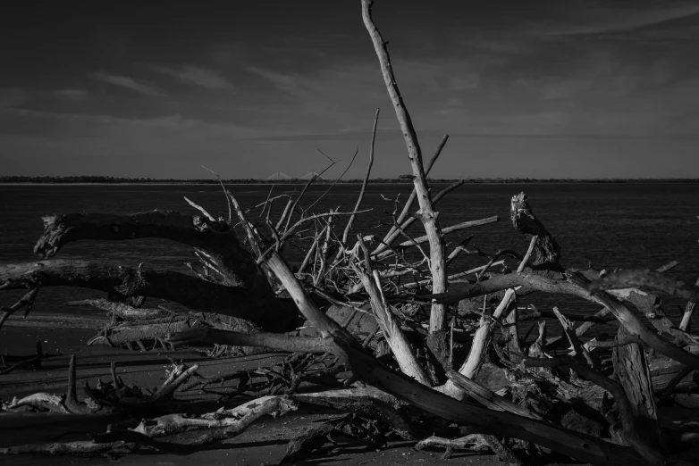 black and white pograph of driftwood and water