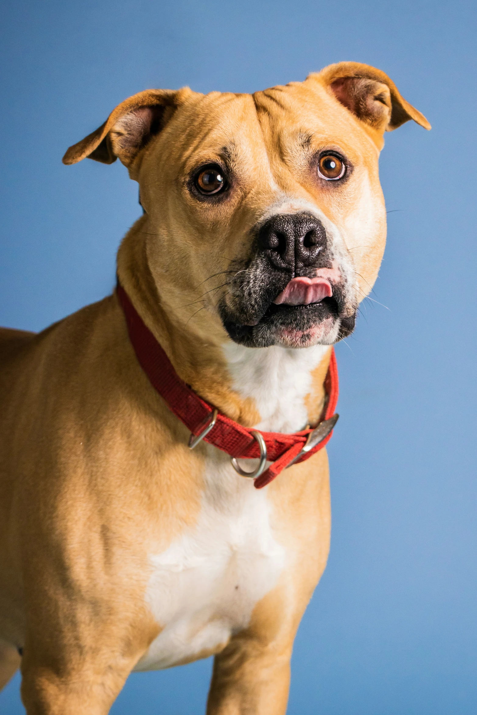 dog looking at soing in the distance with blue background