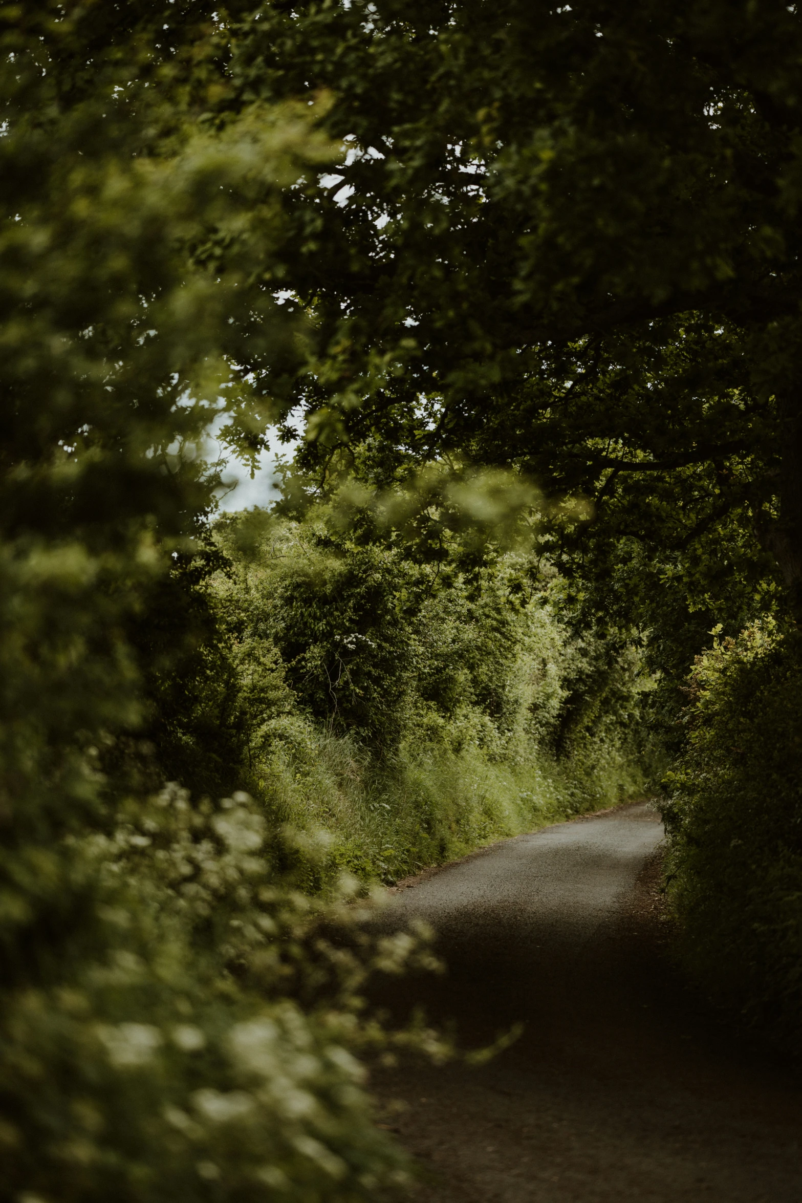 a view of the tree lined road through the trees