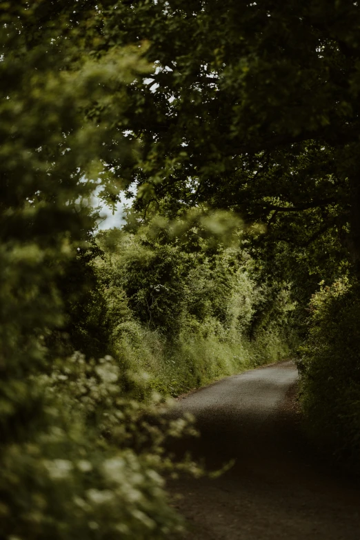 a view of the tree lined road through the trees