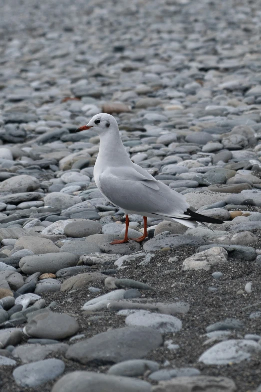 a white bird standing on top of a gravel road