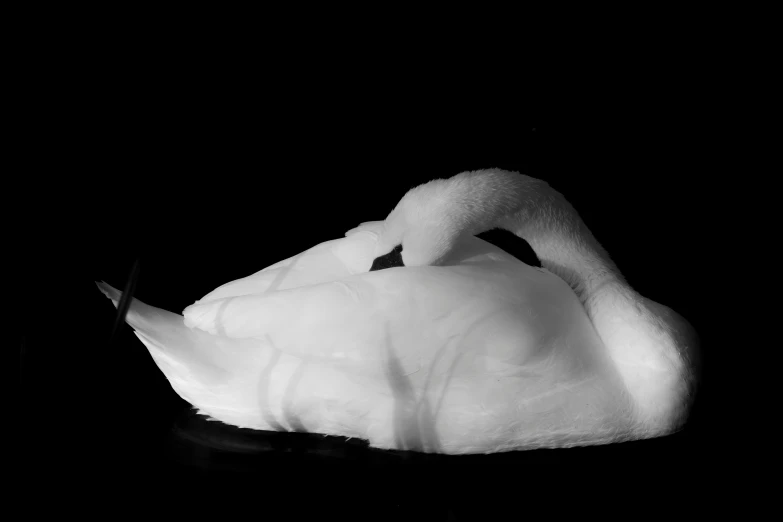 white swan swimming in a dark pond with only its head above the water