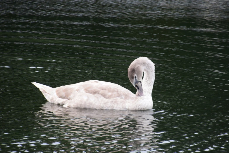 a single white swan in the water with his head out