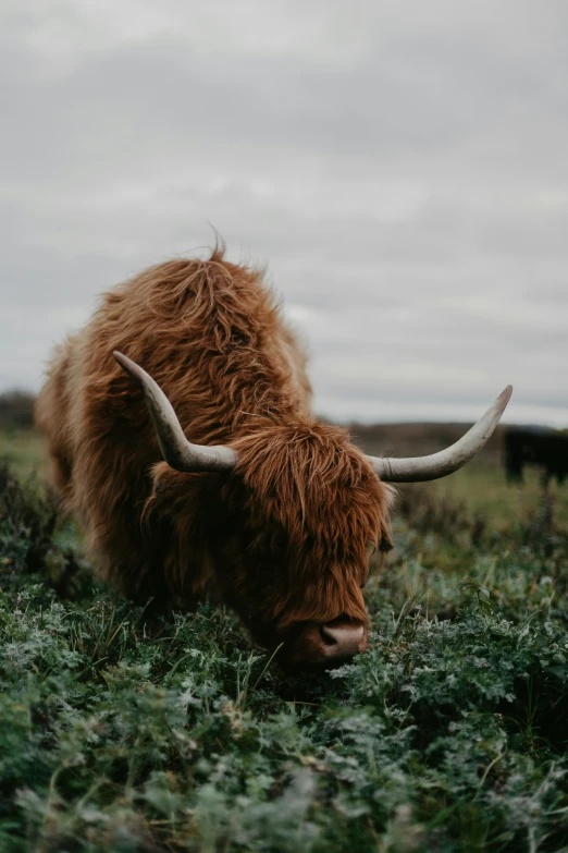 an image of a bull with large horns in the grass