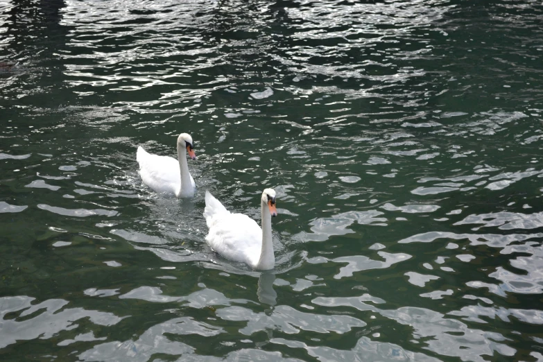 two birds floating on top of a lake