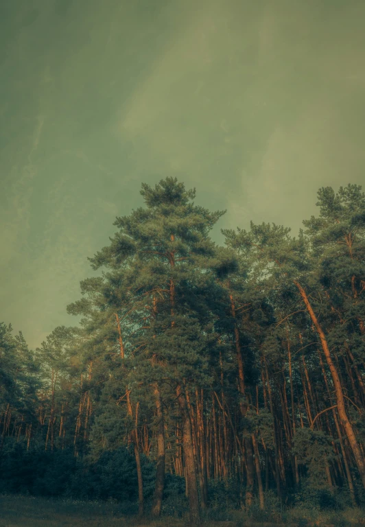 a beautiful painting of trees along the shore of the lake