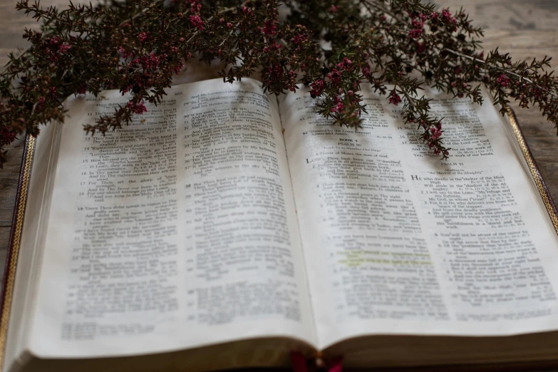 the open bible is being displayed with a plant that looks like it is growing out of it