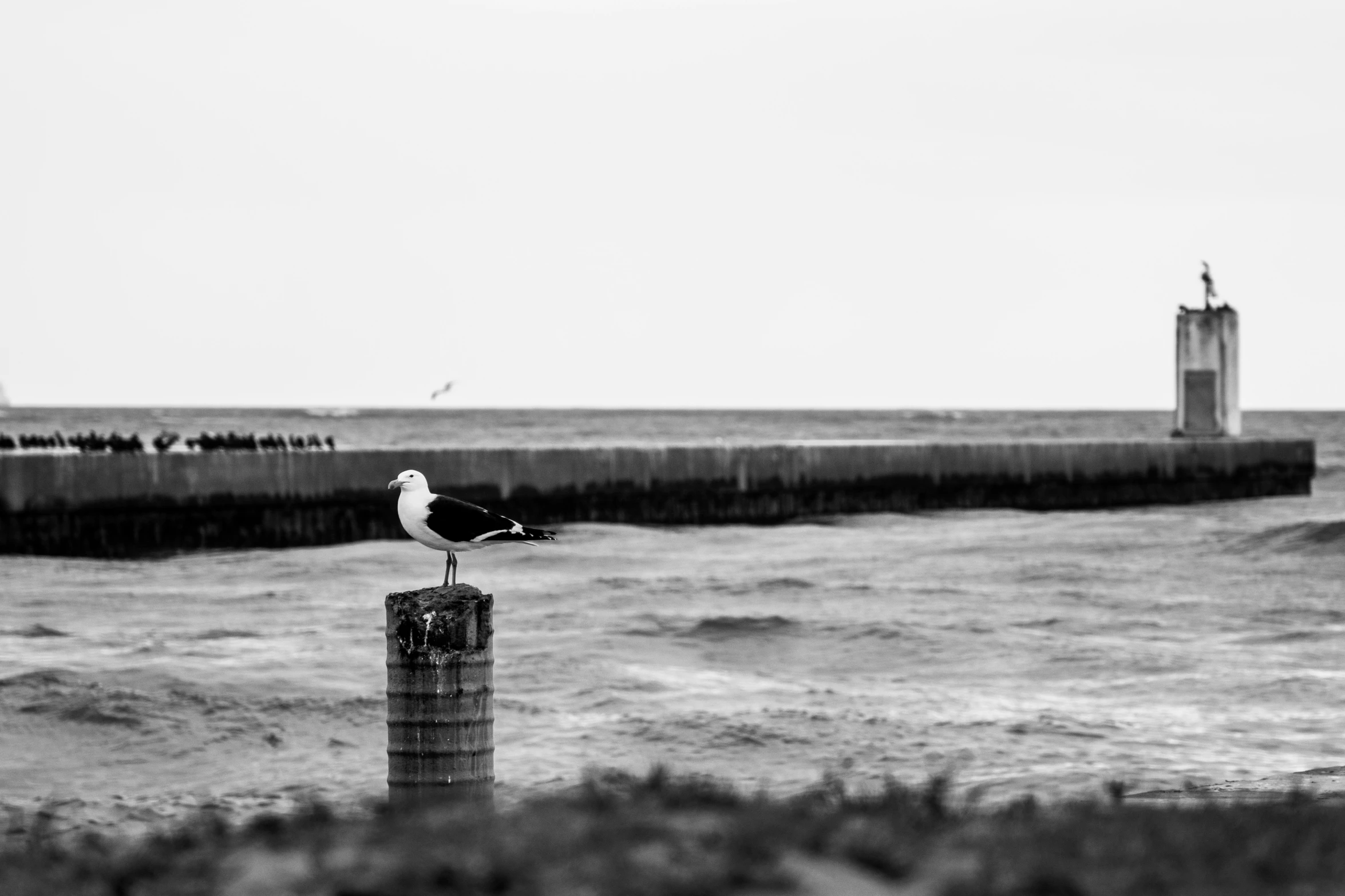 a seagull stands on top of a post