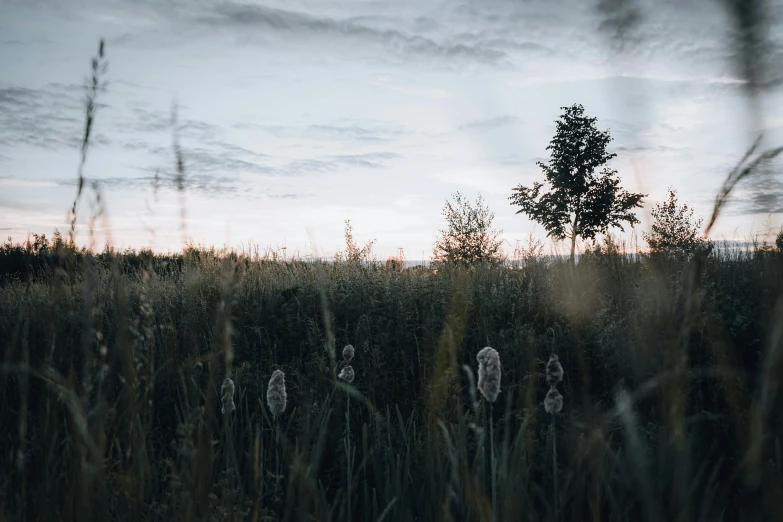 some very tall grass and some trees and clouds