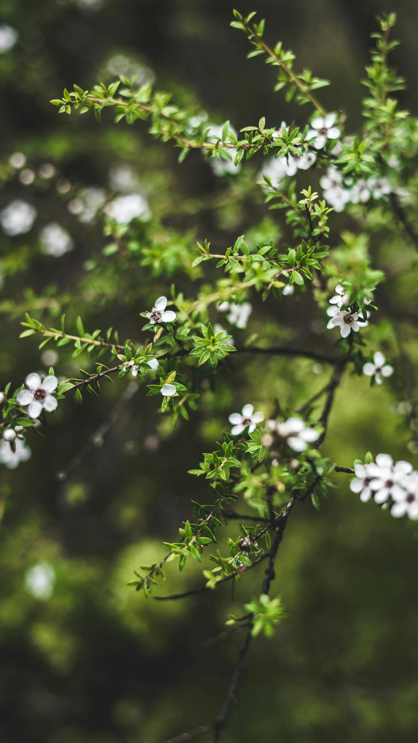 a close up of a small bush with white flowers