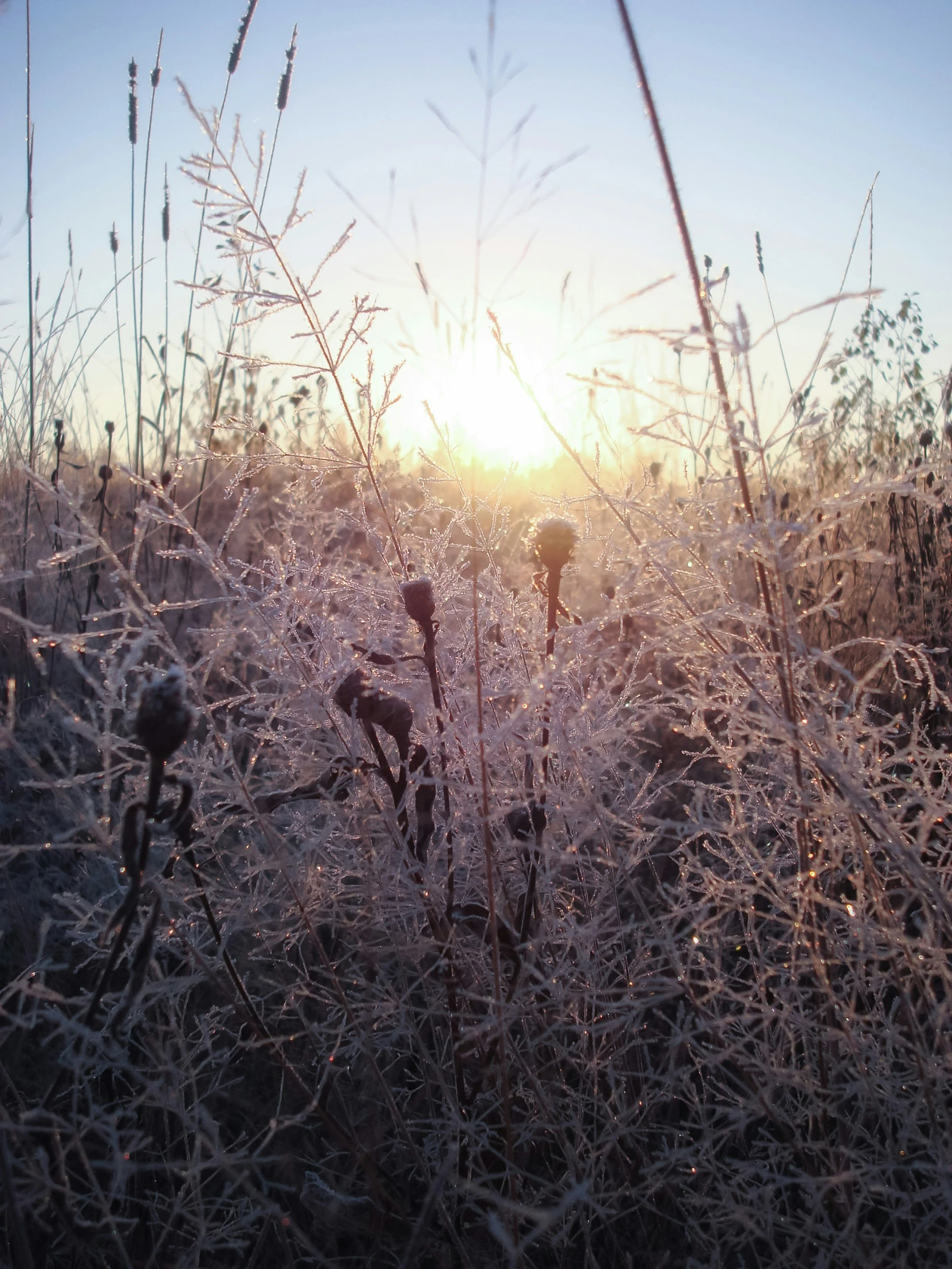 the sun shining through the trees and grass