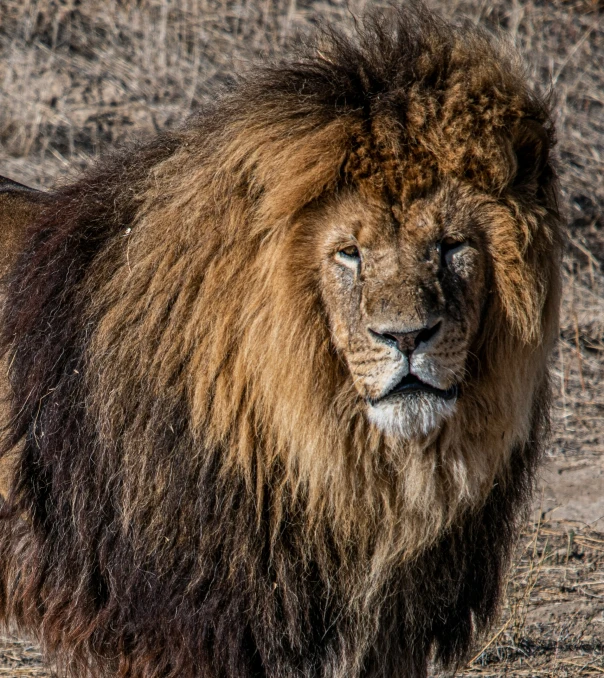 a large adult male lion standing in the sun