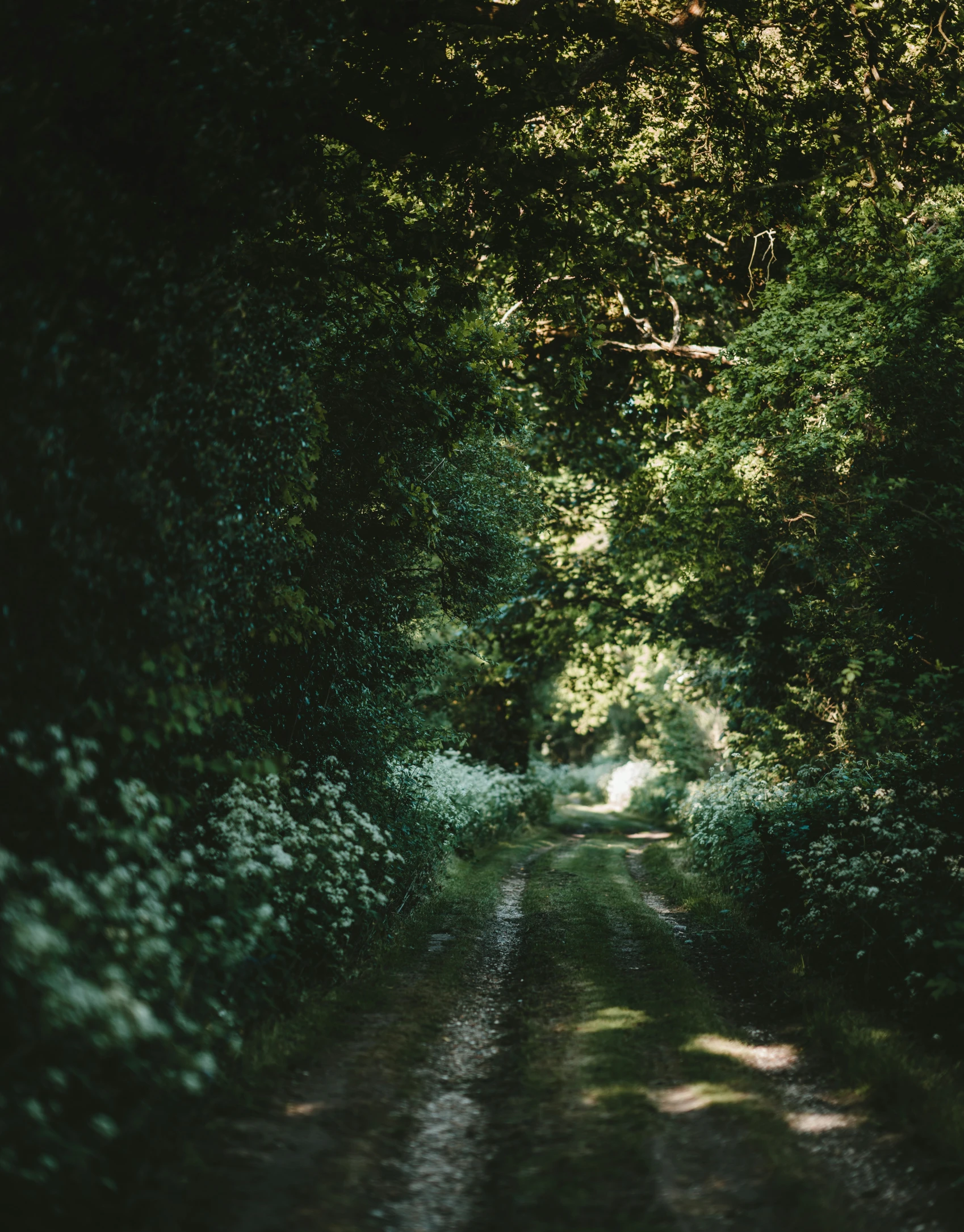 there is a path through some trees in the forest