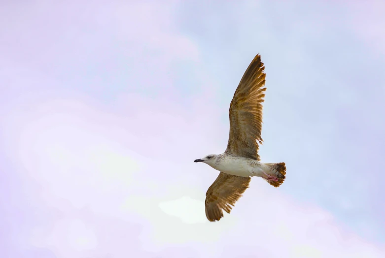 an orange and white bird flying through the air