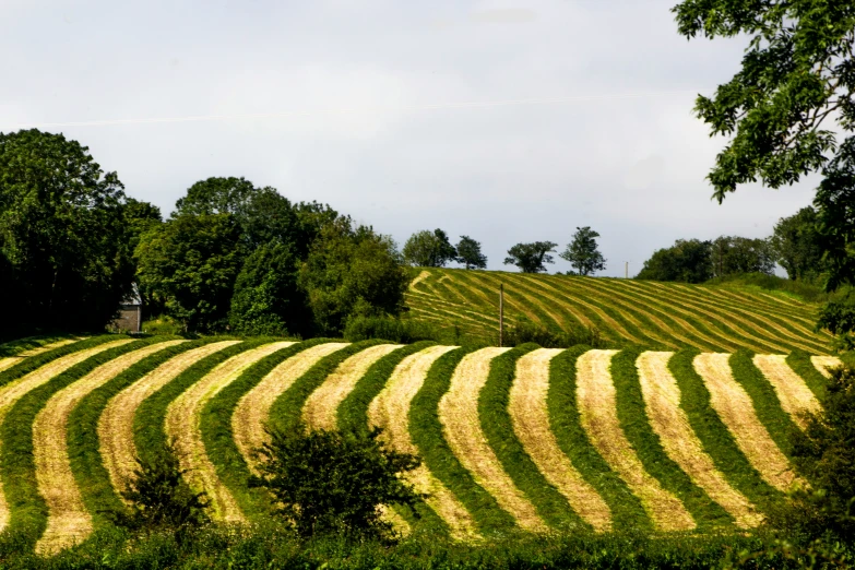 a field with multiple rows of large yellow grass