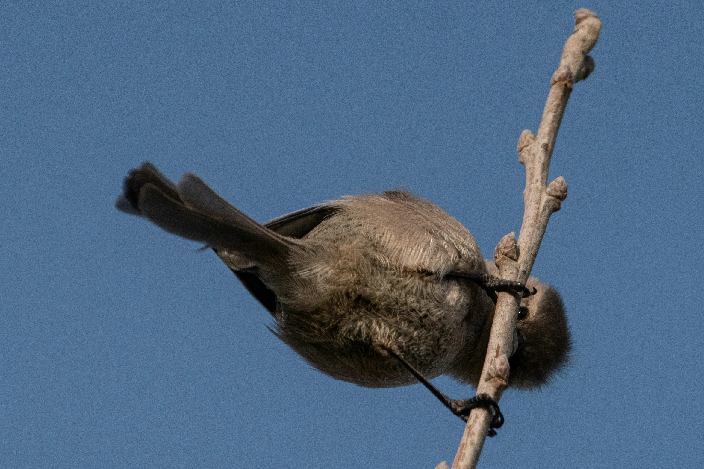 the bird is perched on the nch against the sky