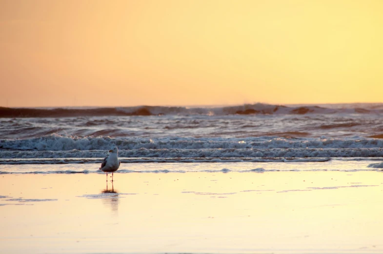 a bird sitting on the beach at sunset