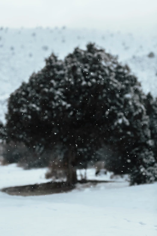 a tree that is sitting in the snow