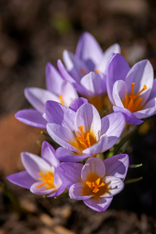 purple flowers with yellow centers are surrounded by rocks