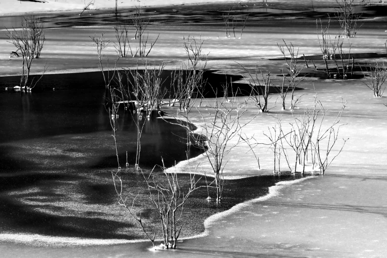 a view of water, ice and a patch of snow with bare trees on the left side of the image