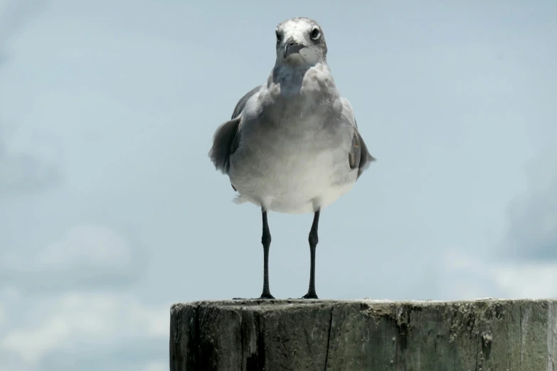 a bird sitting on top of a wooden post