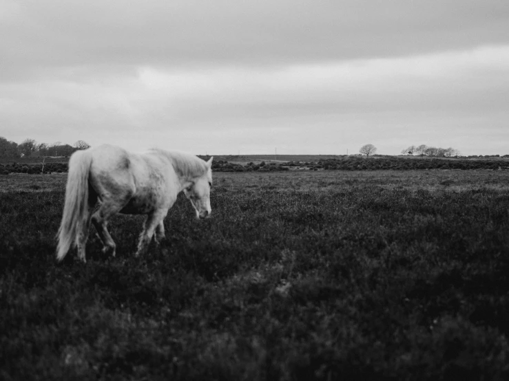 a black and white po of a horse in a grassy field