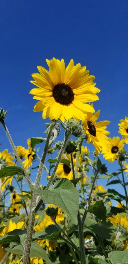 the sunflower has been blooming very well