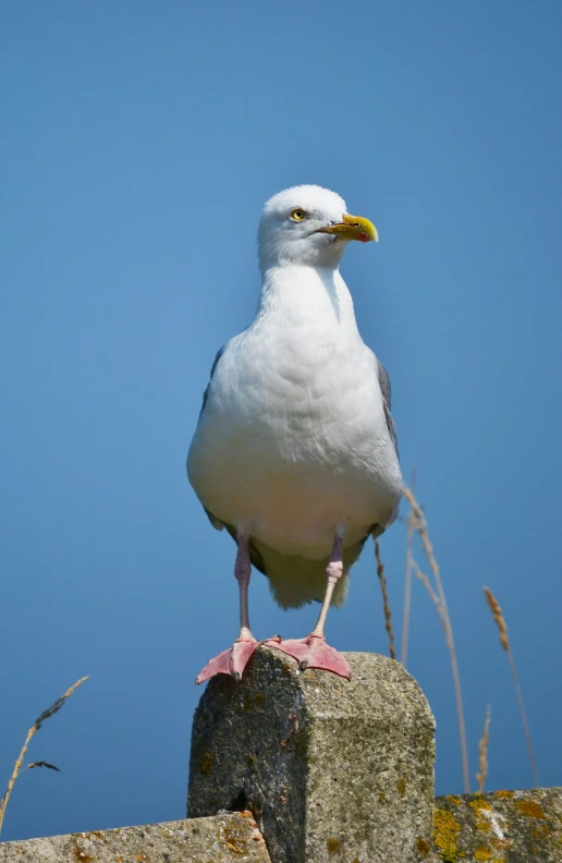 a seagull sits on top of a cement wall