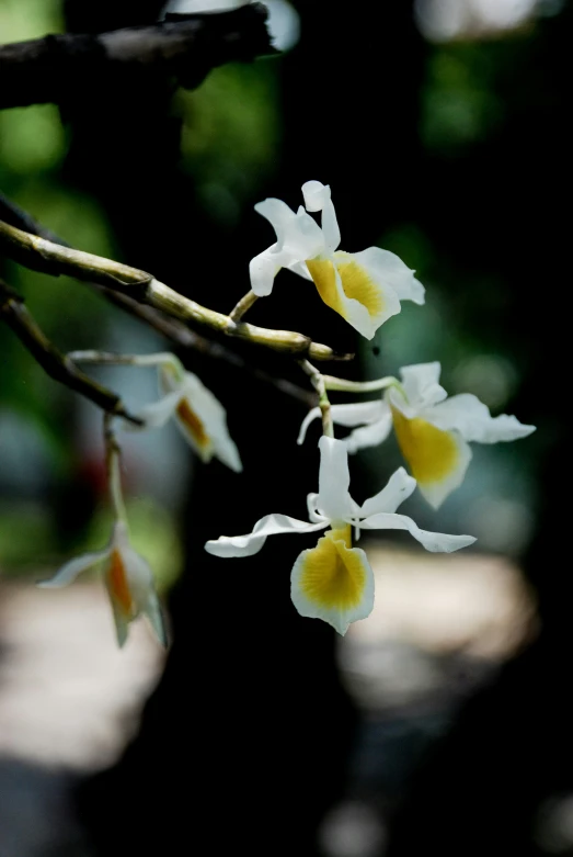 white and yellow flowers blooming in a tree