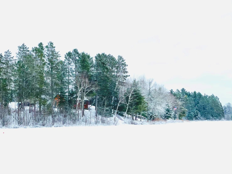 a man standing next to a forest full of trees