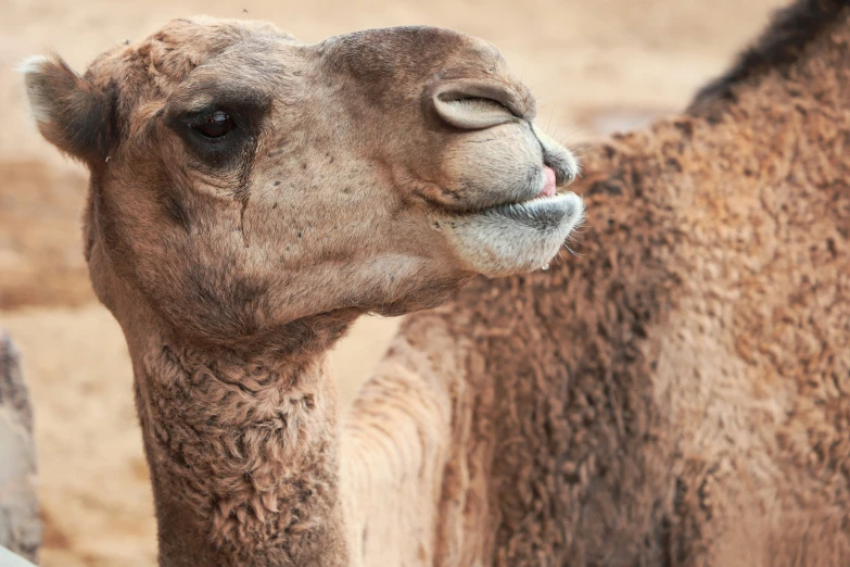 a camel sticks its tongue out as it looks away