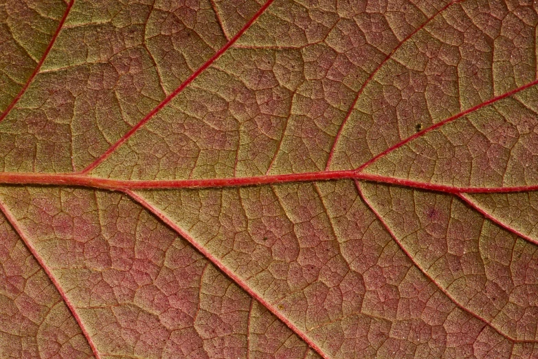 a close up view of a green leaf's texture