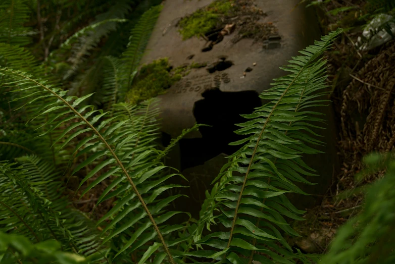 a very long leafy tree in a forest