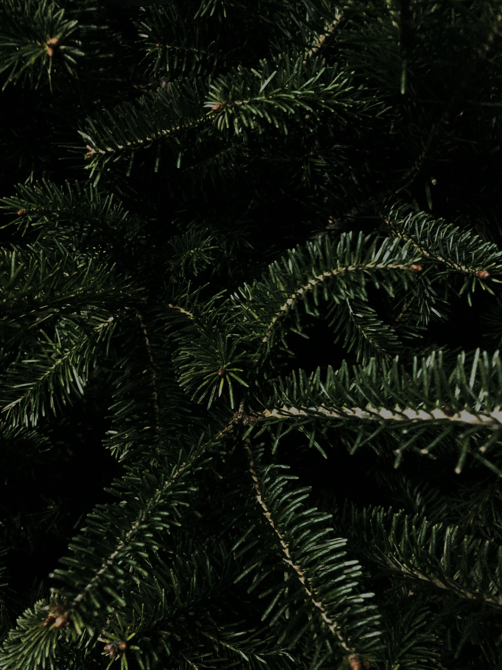pine needles are displayed in the dark light